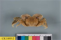 藏品(德氏仿厚蟹)的圖片